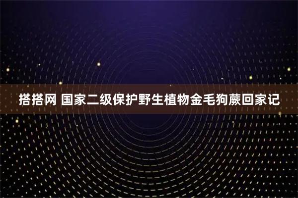 搭搭网 国家二级保护野生植物金毛狗蕨回家记